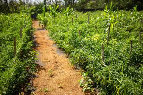 A chilli thrive in the garden Stock Photos