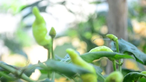 Chilli tree Stock Footage 120628002