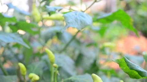 Chilli tree Stock Footage 120628170