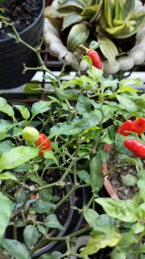 Chilli on the Tree Stock Footage 289492776