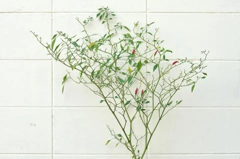 Chilli tree next to white wall, home grown vegetable. 库存照片