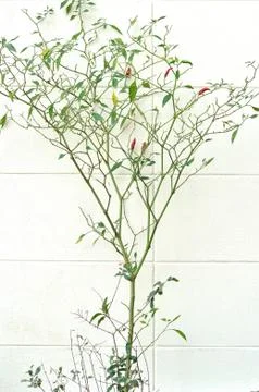 Chilli tree next to white wall, home grown vegetable. Stock Photos