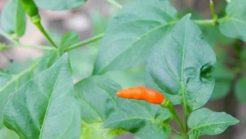 Chilli on the tree Stock Photos