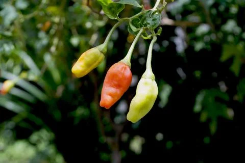 Chilli in tree Stock Photos