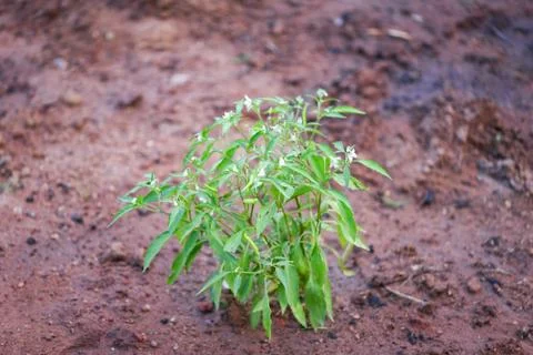 Chilli tree planting on ground agriculture  in the vegetable garden Foto stock