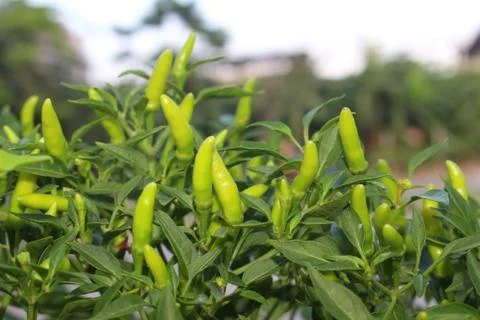 Chilli on trees background Stock Photos