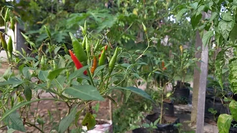 Chilli vibration 스톡 동영상 157676599