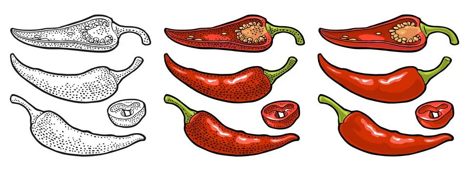 Chilli whole, half and slice. Vector vintage engraving Stock Illustration