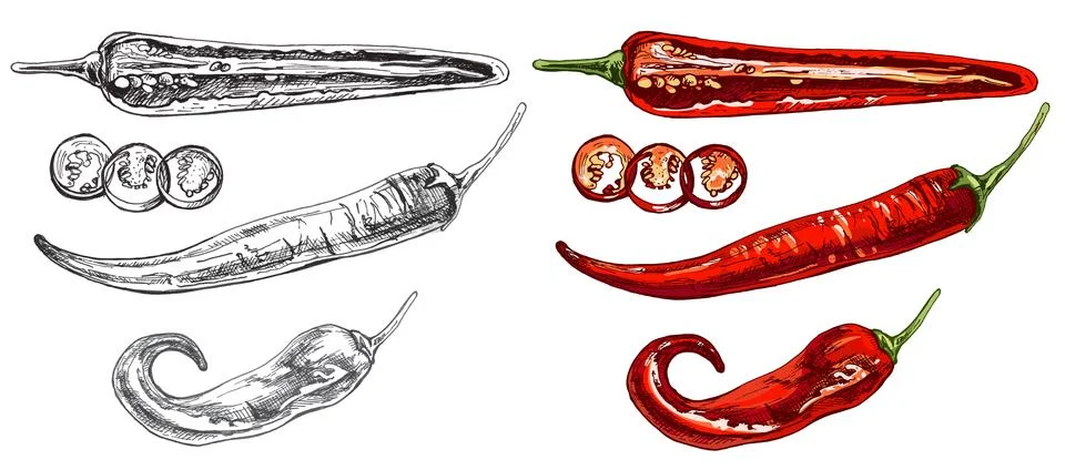 Chilli whole. Vector vintage hatching color illustration. Isolated on white.. Stock-Illustration