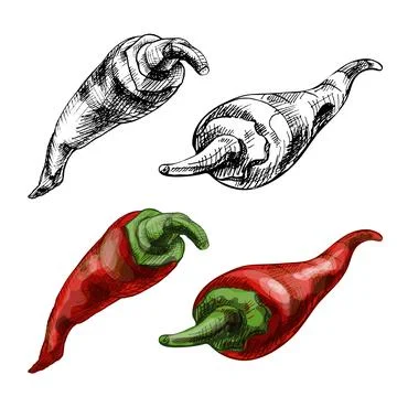 Chilli whole. Vector vintage hatching color illustration. Isolated on white.. Stock Illustration