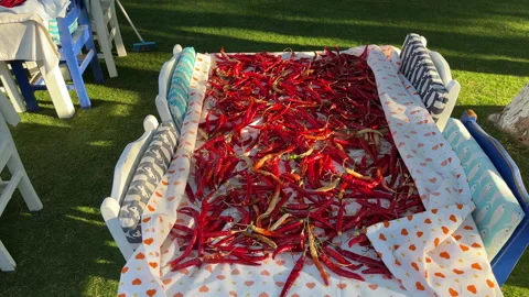 Chillies Drying In The Sun Stock Footage 205489334
