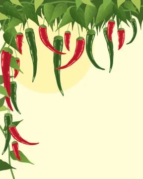 Chillies Stock Illustration