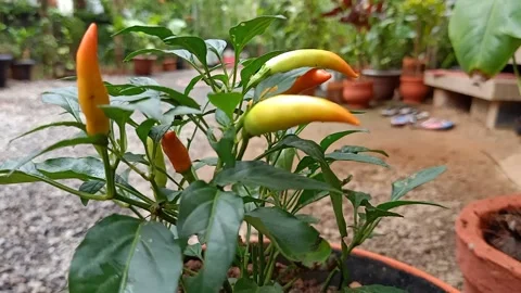 Chillies on the plant Stock Footage 138298856