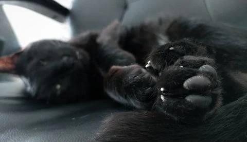Chilling Black Cat 스톡 사진