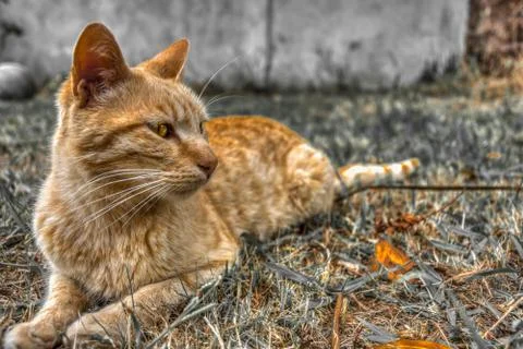 Chilling Cat Stock Photos