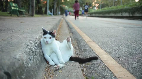 Chilling Cat Sitting Lean Against on Footpath in Park Stock Footage 153577372