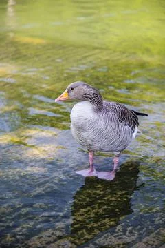 Chilling duck Stockfoto's