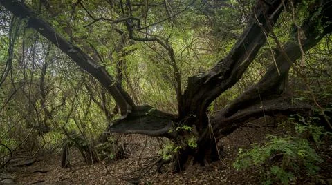 Chilling with green views in the forest Stock Photos