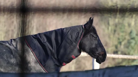 Chilling horse on a cold winter day in Germany, Kalletal wearing a black blanket Stock Footage 260833936