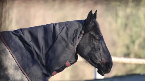 Chilling horse on a cold winter day in Germany, Kalletal wearing a black blanket Stock Footage 260833938