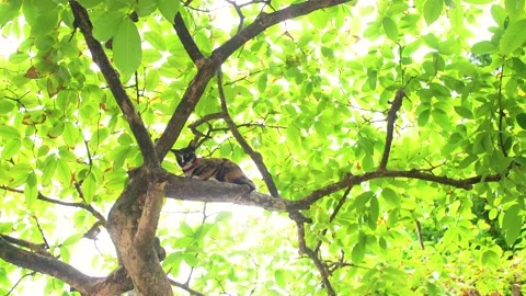 Chilling mixed-colored cats sitting on tall trees Stock Footage 153520166