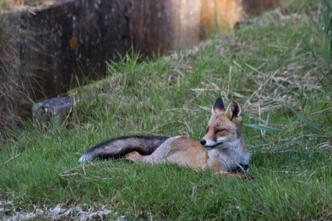 The chilling red fox 库存照片