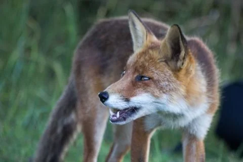 The chilling red fox Stock Photos