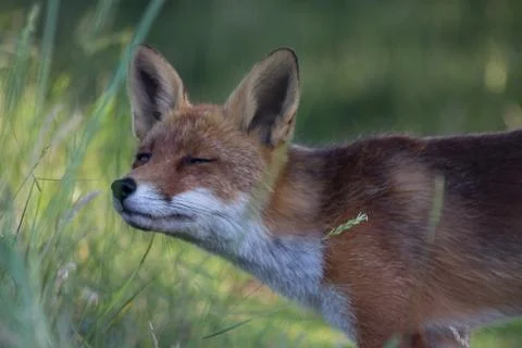 The chilling red fox Stock Photos