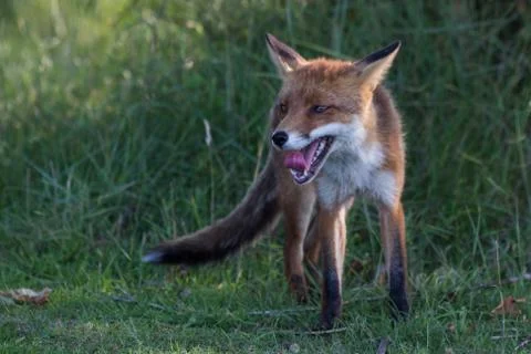 The chilling red fox Stock Photos