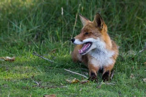 The chilling red fox Stock Photos