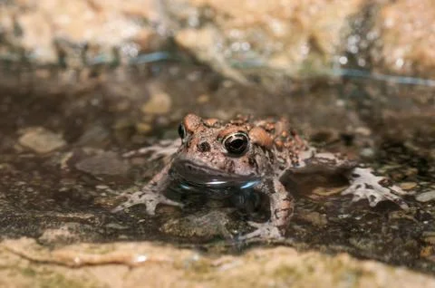 Chilling with sir Frog Stock Photos
