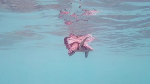 A chilling turtle grasping the air Video stock 321645477