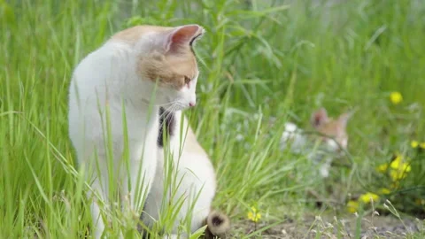 Chilling Two Cat Sitting in Green Yard Stock Footage 153582839
