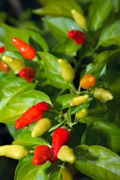 Chillis on a bush Foto stock
