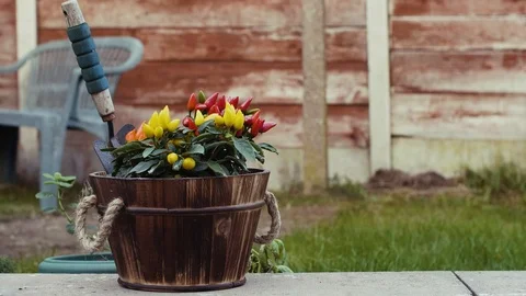 Chillis in garden Stock Footage 95630267
