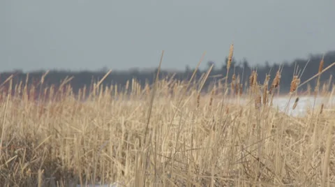 Chilly Lakeside Stock Footage 33403057