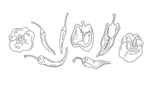 Chilly pepper. Great for label, poster, print isolated on white background. Stock Illustration