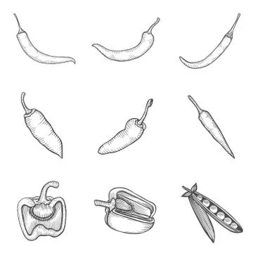 Chilly pepper Stock Illustration