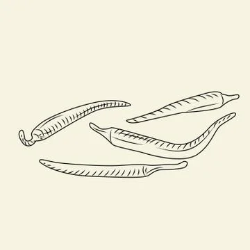 Chilly pepper isolated vector illustration. Hot pepper Stock Illustration