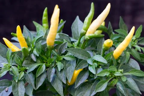 Chilly pepper Stock Photos