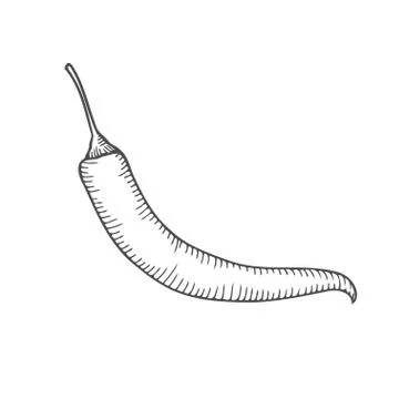 Chilly pepper Vector Illustrazione stock