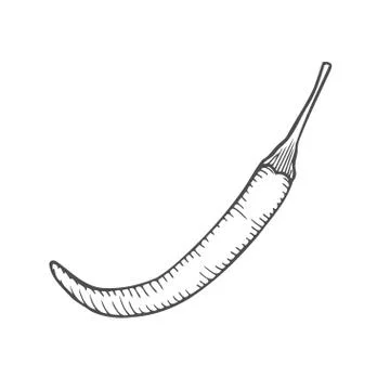 Chilly pepper Vector Illustrazione stock