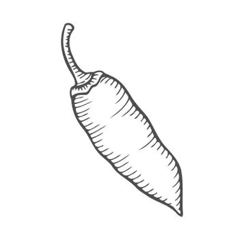 Chilly pepper Vector Illustrazione stock