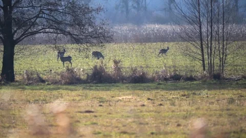 In the chilly winter sun, deer and fawns graze peacefully on frostbitten fi.. Stock Footage 300957521