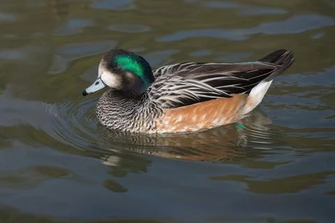 Chiloe Wigeon; (Anas sibilatrix) floating on the water not using much energy Stock Photos