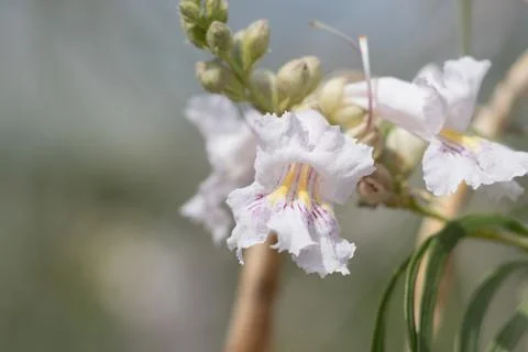 CHILOPSIS LINEARIS BLOOM Stock Photos