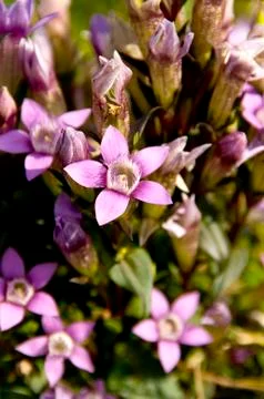 Chiltern gentian Stock Photos