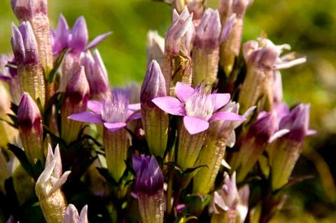 Chiltern gentian Stock Photos