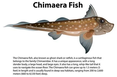 Chimaera Fish with Informative Text Stock Illustration