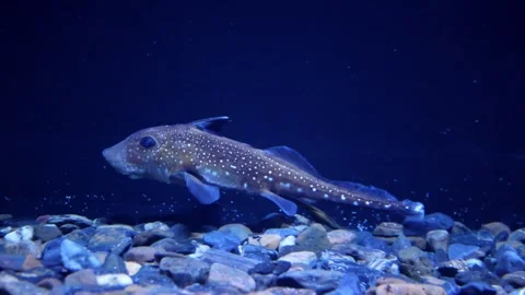 Chimaera Fish Swimming in Deep Ocean – 4K Footage Stock Footage 314498760